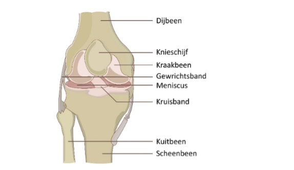 Eenvoudige anatomie van het kniegewricht